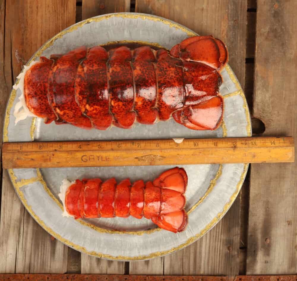 2224 oz. Lobster Tail The Upper Cut KC